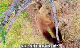 熊瓜老了怎么吃,探索传统食材的新吃法