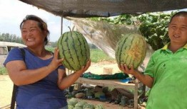 河北冀州事件吃瓜,揭秘背后真相，吃瓜群众热议不已