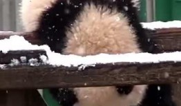 吃瓜小熊new,揭秘娱乐圈最新热点事件