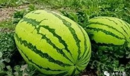 西瓜只吃石头瓜吗