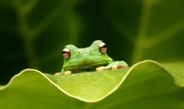 青蛙妈妈吃瓜,青蛙妈妈与神奇瓜果的奇幻之旅